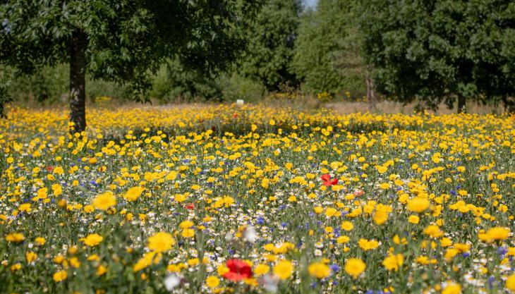 Wildflower meadow