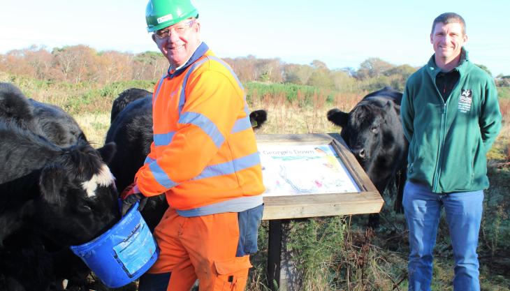 L-R: Mikey Souter, Wight Building Materials site supervisor, feeding the new cattle at St George’s, with Jamie Marsh, deputy director of estates and conservation delivery with the Hampshire & Isle of Wight Wildlife Trust St George's Down cattle