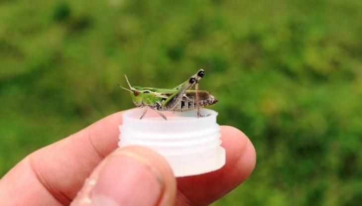 Stripe-winged grasshopper Stripe-wingged grasshopper