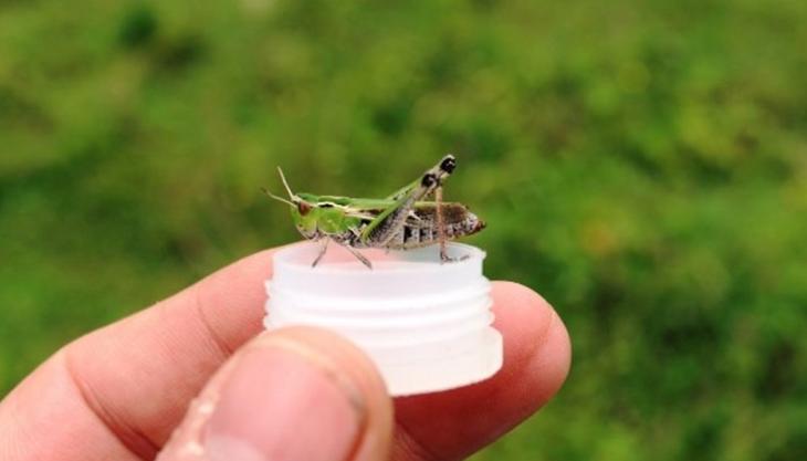 Stripe-wingged grasshopper