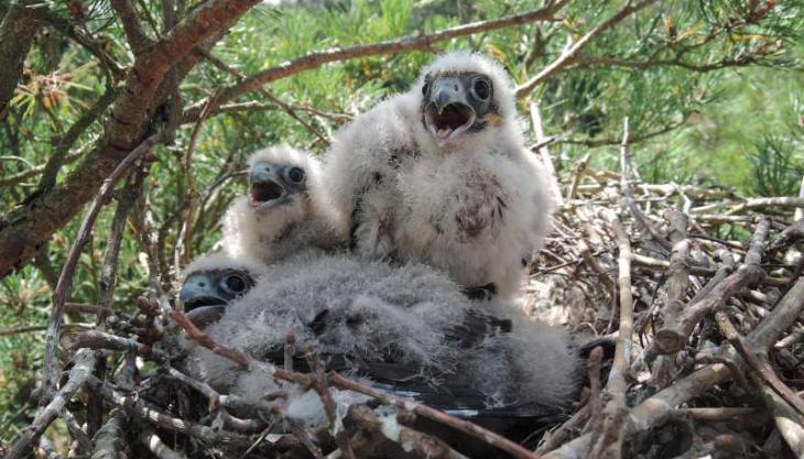Hobby chicks at Panshanger Park – photo Ian Ward Hobby chicks
