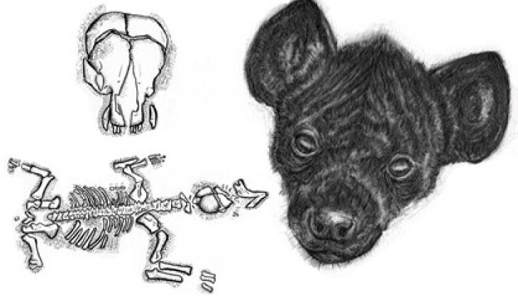 Ice Age hyena bones Ice Age hyena bones