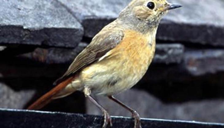 Redstart bird