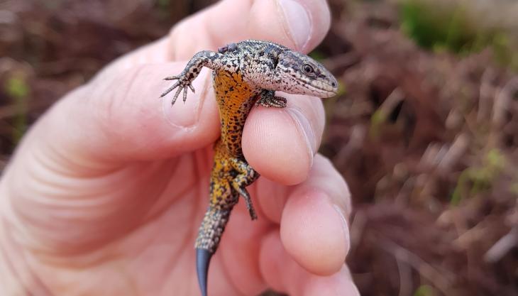 Common lizard – one the reptile species successfully translocated at Tarmac's Bellhouse Quarry Common lizard