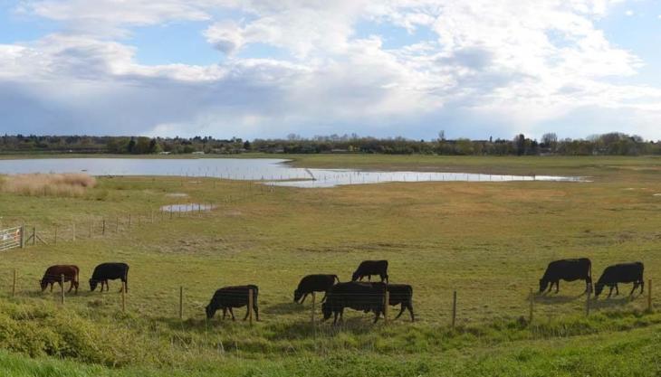 Tice's Meadow re-wilding. Photo: Shaun Ferguson