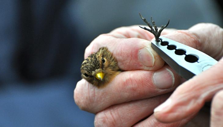 Twite. Photo: Tim Melling