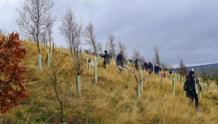 YDMT will be managing several volunteering activities for Tarmac including planting trees, woodland management and removal of old plastic tree protectors Yorkshire Dales Millennium Trust