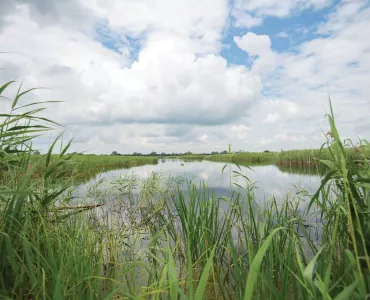 RSPB Ouse Fen