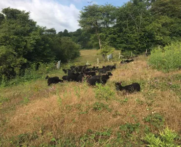 Hebridean sheep at Ladd’s Farm, near Snodland, in Kent