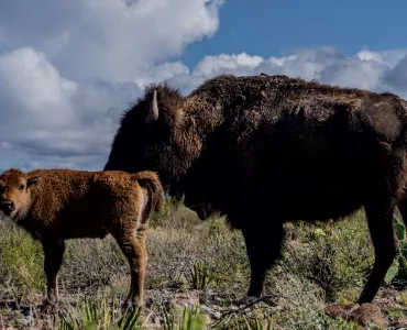 One of the first 100% native bison calves at the El Carmen Nature Reserve