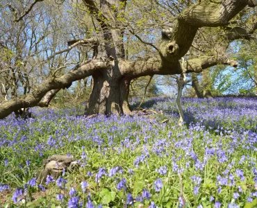 Panshanger Park, in Hertfordshire, has been identified as one of the most important habitats for saproxylic Coleoptera beetles in the UK, including two species that have never before been recorded in the county