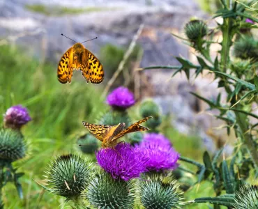 Michael Cardus, a contractor with Tarmac, won 1st prize for this shot of dark green fritillary butterflies feeding on a thistle at Arcow Quarry, near Settle, North Yorkshire