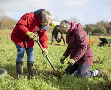 Woodland planting at Panshanger Park