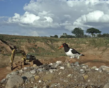 Oystercatcher at Wood Lane Quarry, Shropshire. Photo: Stuart Lawrence