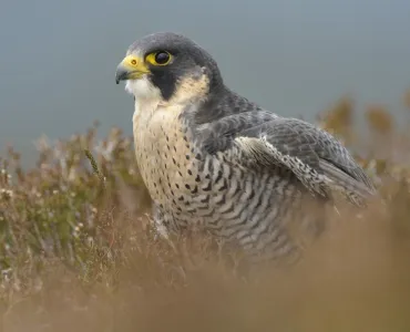 The iconic peregrine falcon