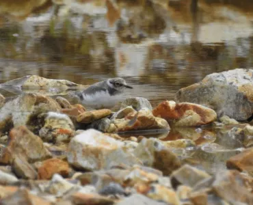 Little ringed plover