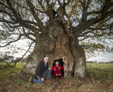 Ancient oak tree