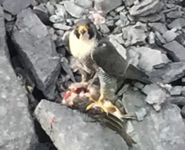 Peregrine falcon