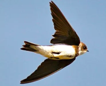 Sand martin