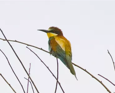 Bee-eater