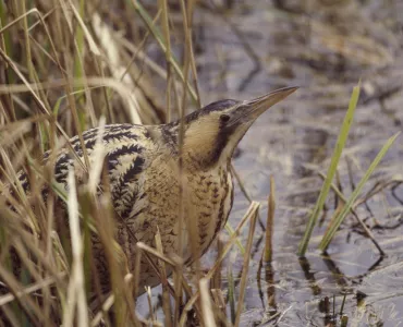 Bittern