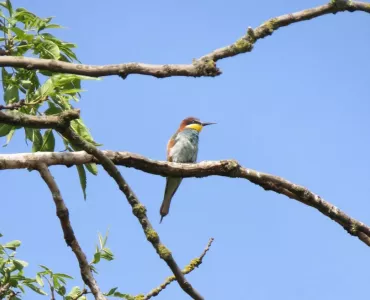 Bee-eater