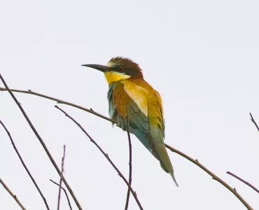 Bee-eater