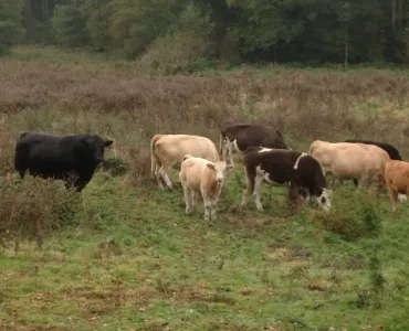 Cattle at Berkswell