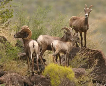 Desert bighorn sheep