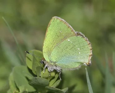 Green Hairstreak butterfly