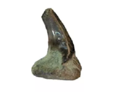 Sharks tooth