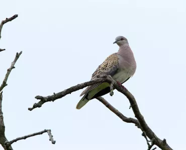 Turtle dove (photo: Andy Hay)