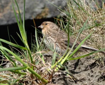 Twite. Photo: Tim Melling