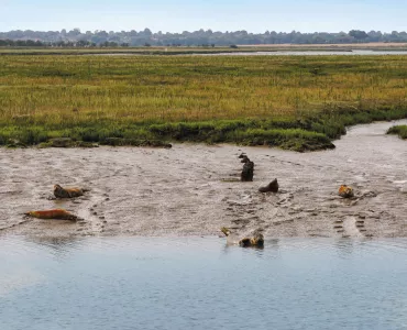 Seals on the shoreline at Bramble Island