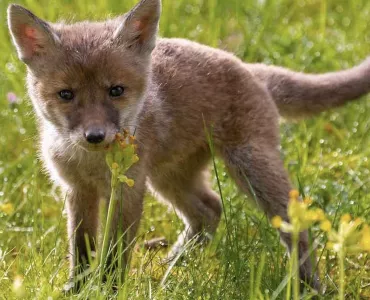 Fox cub