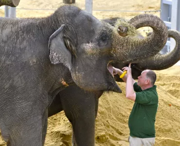 Centre for Elephant Care