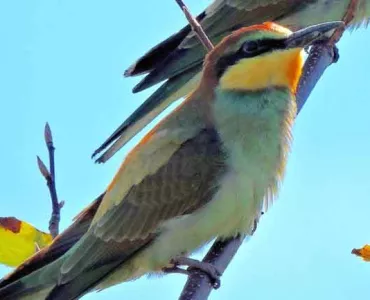 bee-eater bird