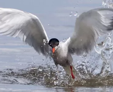 Common tern