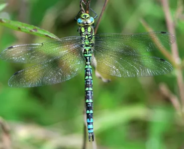 Southern hawker dragonfly