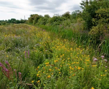 Holborough Marsh