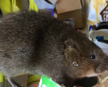 Water vole