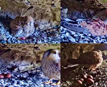 Kestrel Cam