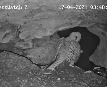 Kestrel Cam