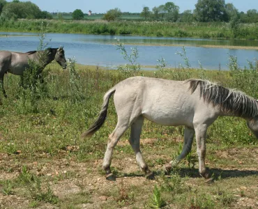 Konik ponies