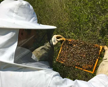 Bees at Aberthaw cement plant