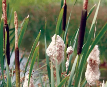 Langford reeds (photo: RSPB)