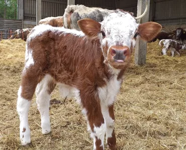 Longhorn calf