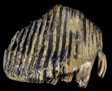 Mammoth tooth