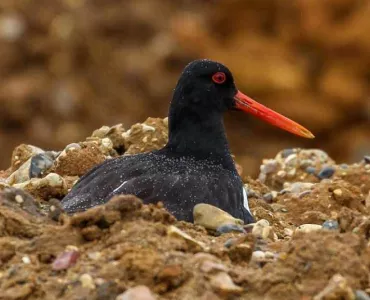 Oystercatcher