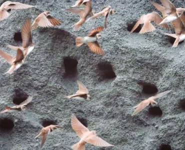 Sand martins